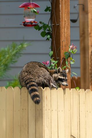 Cheap cost removal of raccoons, armadillos, bats, mice, rats, foxes, skunks, squirrels, snakes, and pigeons, bobcats.