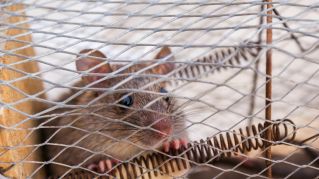 rats and mice removal and prevention of diseases and droppings.  Clean up messes and poop from animals.