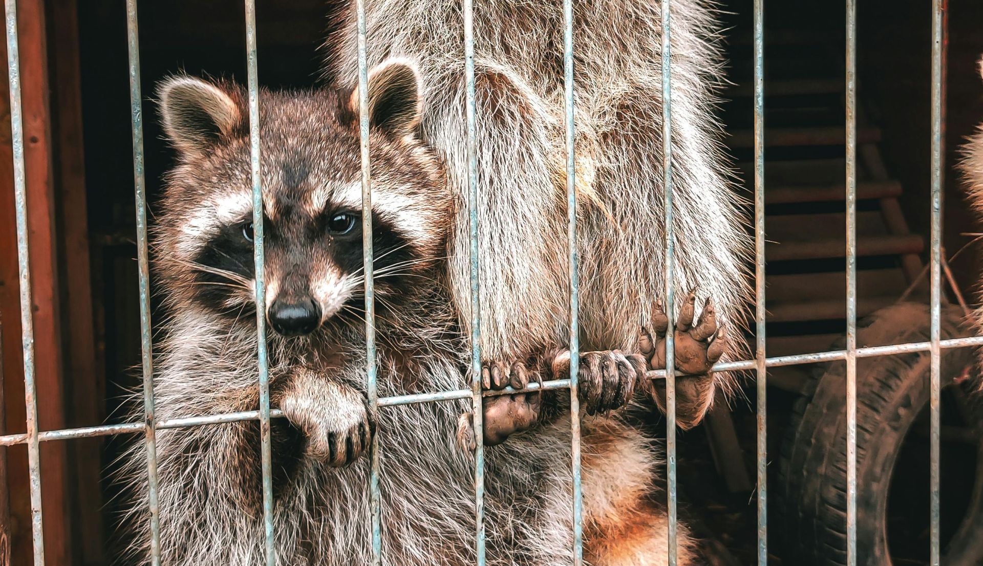 Raccoon in ormond, deland, daytona beach, new smyrna, port orange, palm coast, flagler beach, bunnell, deltona, sanford