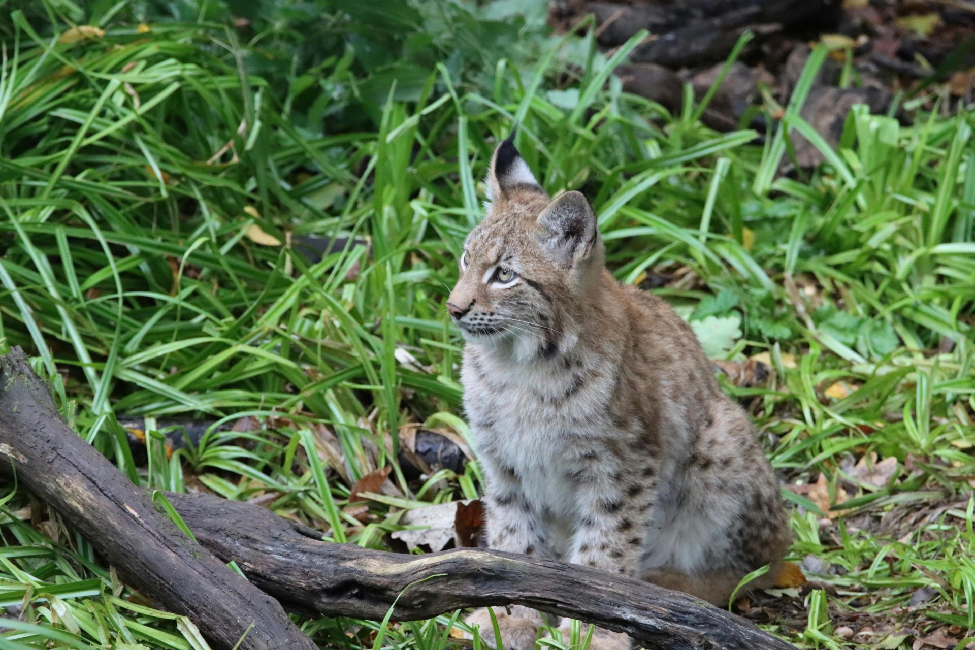 A young bobcat sits attentively among lush greenery in a natural forest setting.