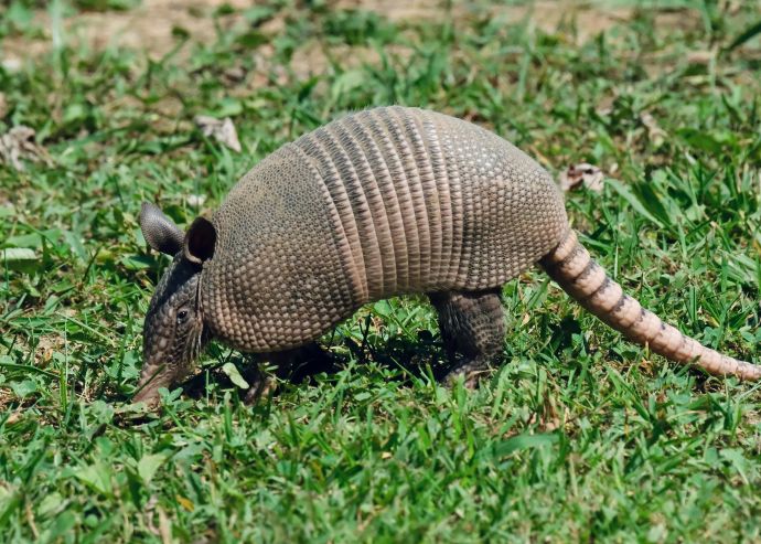 What does armadillo poop look like?  What does raccoon poop look like?  What does possum poop look like?  Squirrel poop?