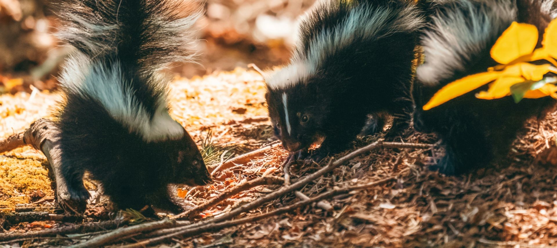 skunks and nuisance animals can damage property and cause harm to humans and pets.  Safe options with Animal Lockup.